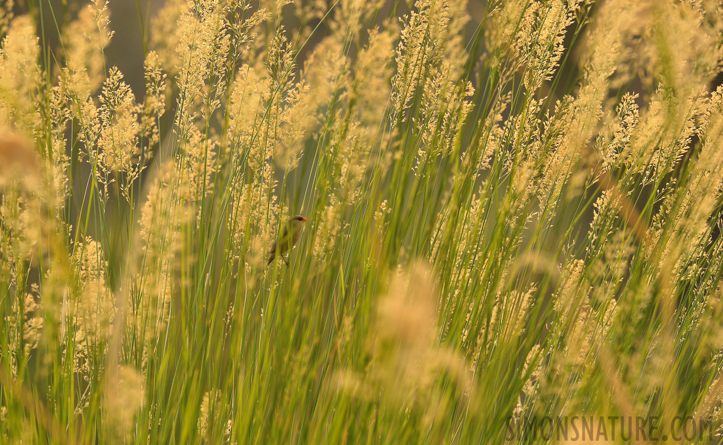 Estrilda astrild [400 mm, 1/800 sec at f / 8.0, ISO 1000]